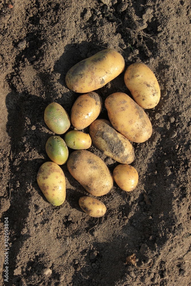 potato tuber potato tuber