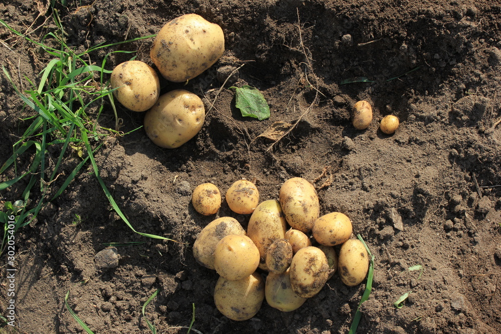 potato tuber potato tuber