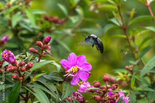 Carpenter Bee (Xylocopa confusa) feeding on flower of Senduduk (Melastoma malabathricum).