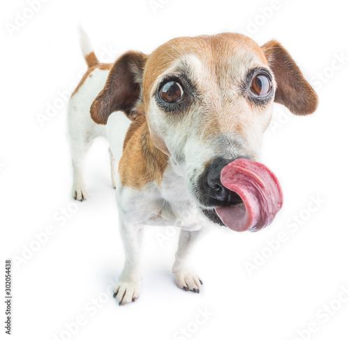 Hungry dog licking waiting for delicious food. White background.  © Iryna&Maya