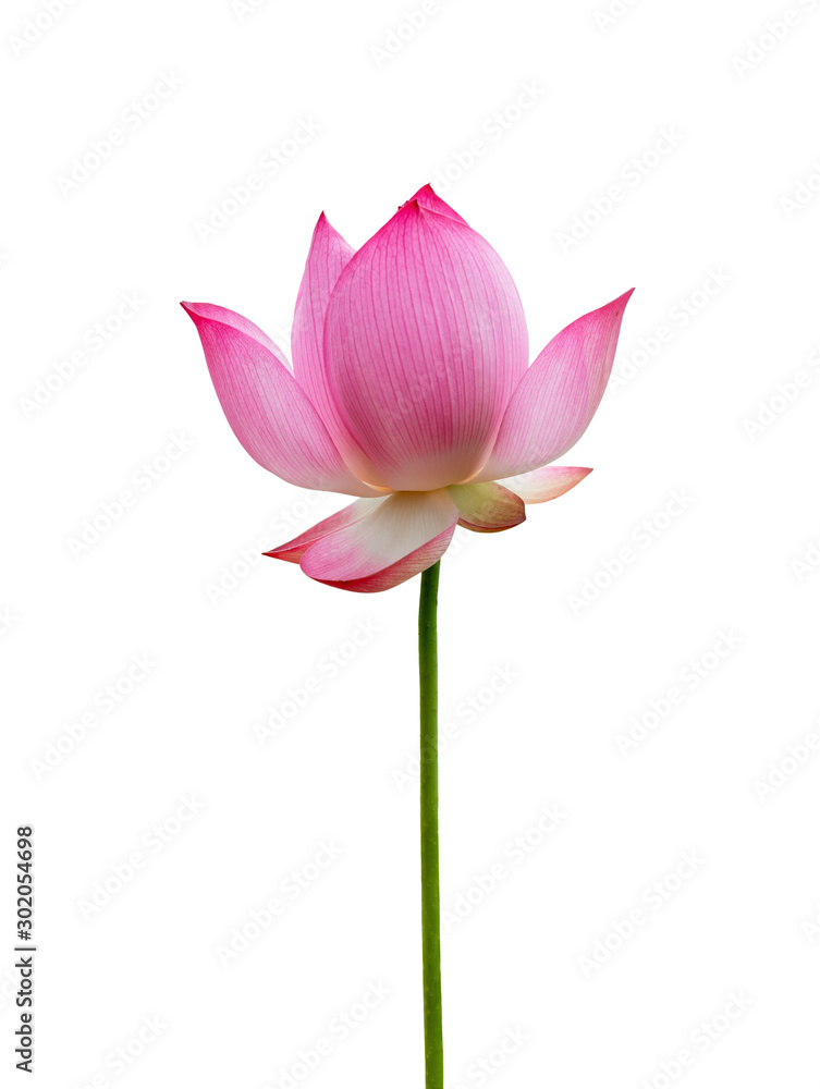 Lotus flower isolated on white background. File contains with clipping path so easy to work. Lotus flower isolated on white background. File contains with clipping path so easy to work.
