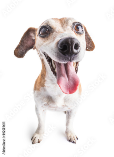adorable happy dog on white background. Tongue out. Teeth smile. Positive emotions