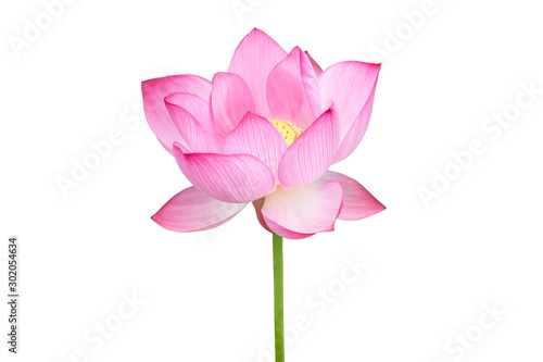 Lotus flower isolated on white background. File contains with clipping path so easy to work.