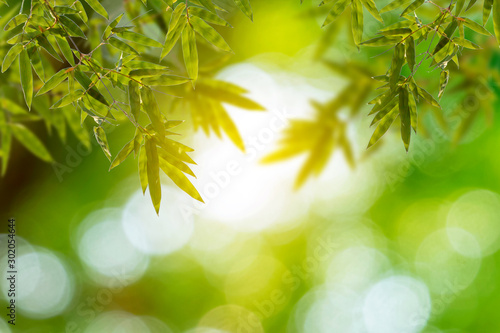 Nature view of green bamboo leaf on blurred greenery background. Blank copy space for add text.