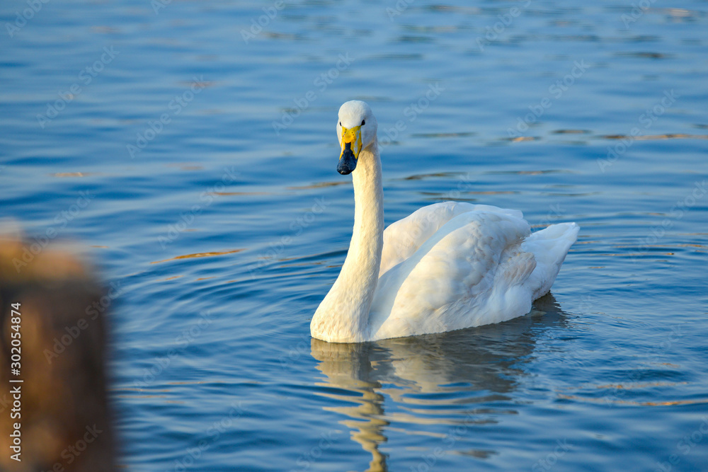 A white swan with a yellow beak swims on the lake. A white swan with a yellow beak swims on the lake.