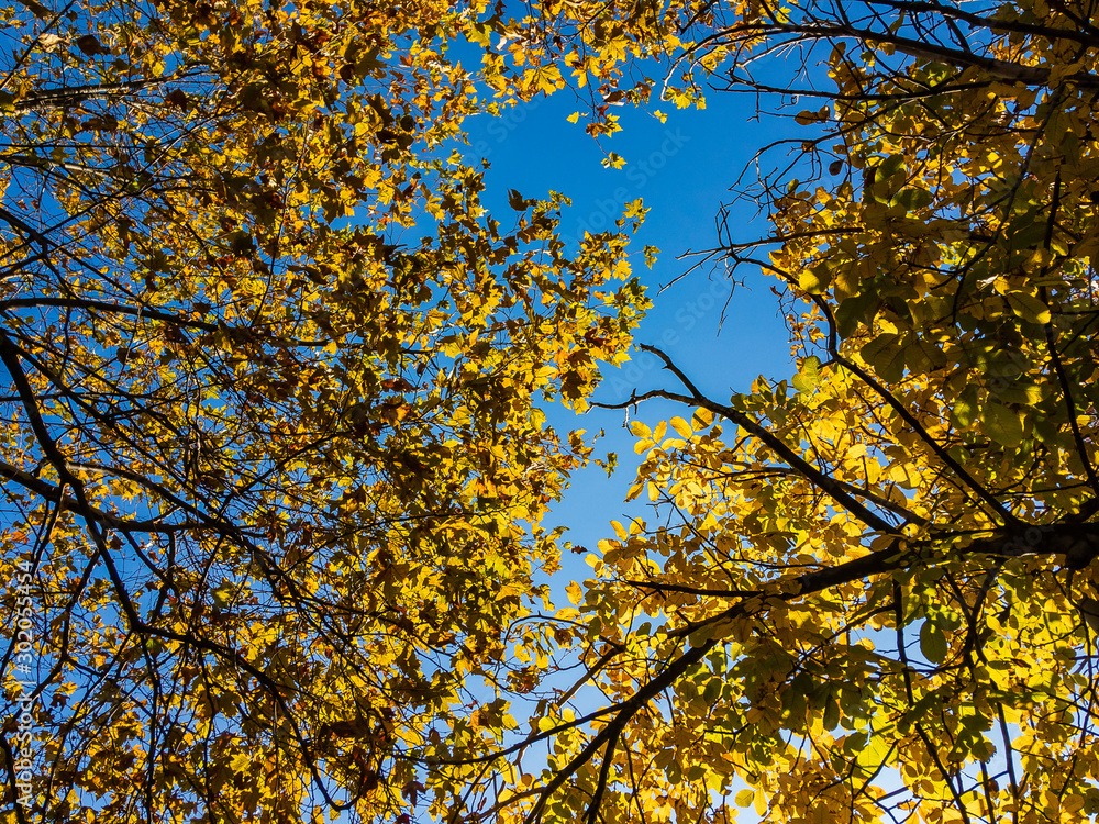 Fototapeta premium Yellow autumn leaves on the branches of two walnut and oak trees in sunlight against a blue cloudless sky.