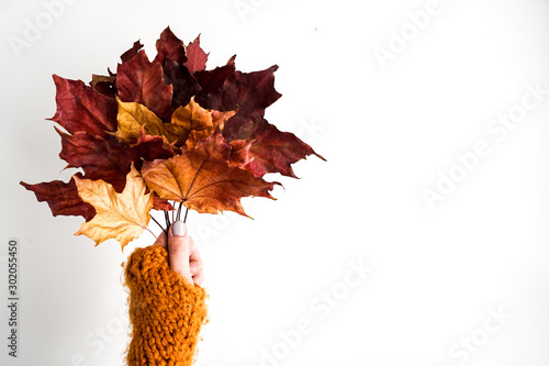 Bunch of colorful autumn leaves on white background. Hand in yellow glove keeping autumn leaves. Autumnal lifestyle concept with copy space
