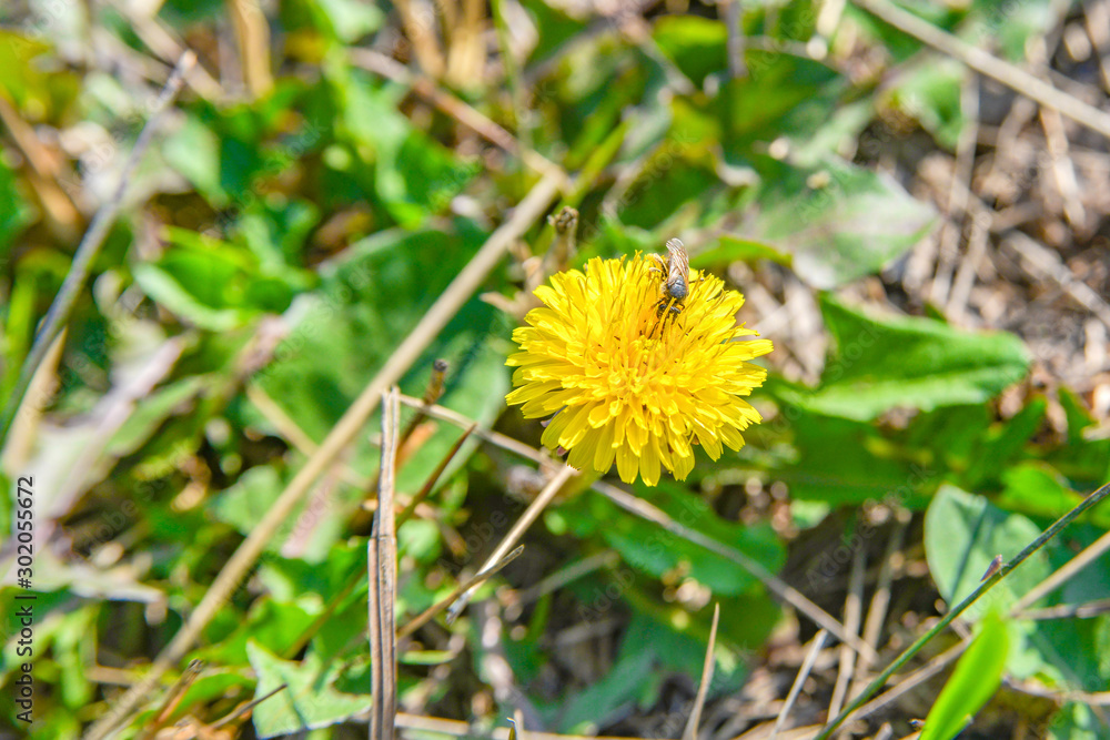A bee on a yellow dandelion collects nectar for honey. A bee on a yellow dandelion collects nectar for honey.