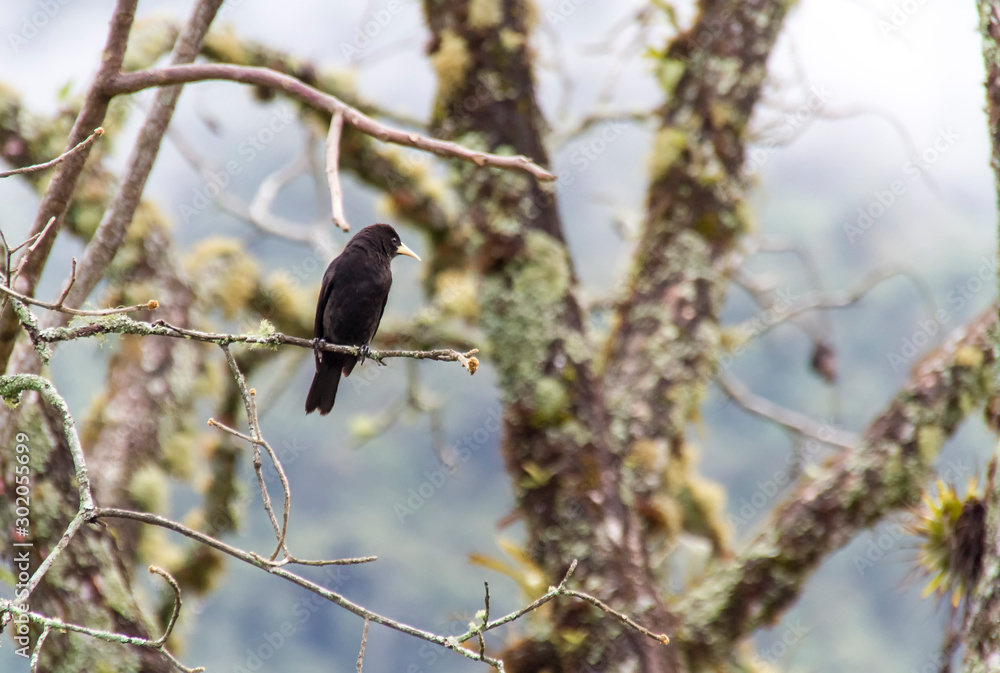 Guaxe (Cacicus haemorrhous) Bird Guaxe (Cacicus haemorrhous) Bird