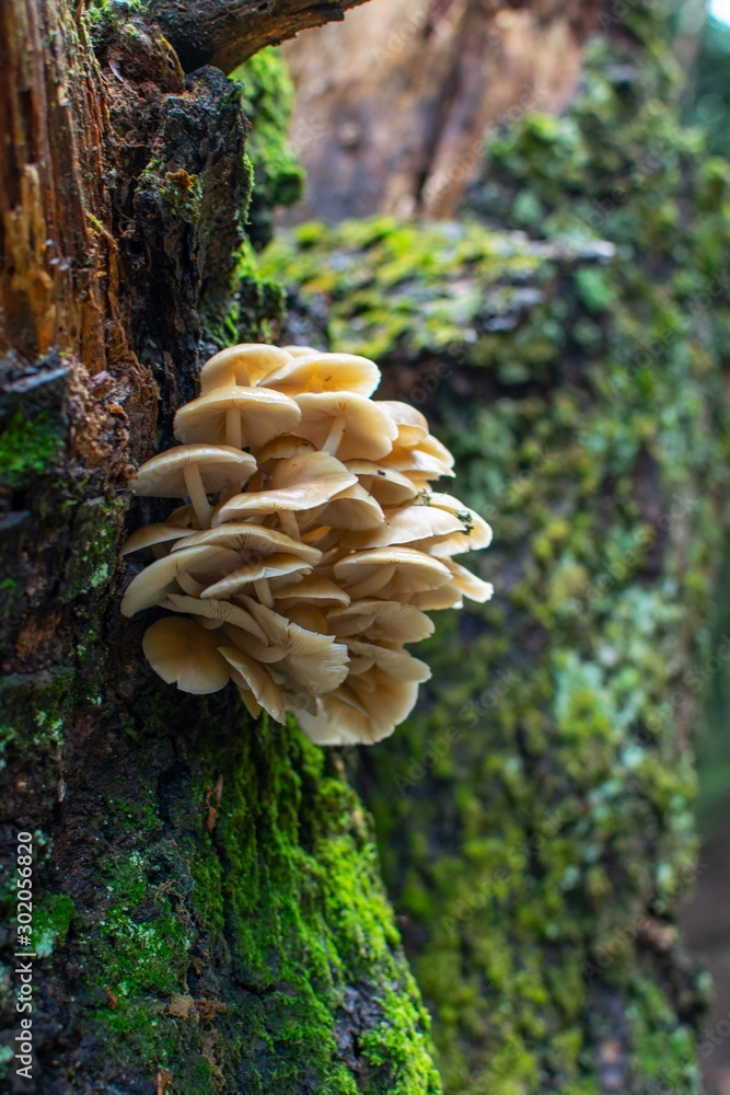 Mushrooms on a tree covered with lichens at a forest. Mushrooms on a tree covered with lichens at a forest.