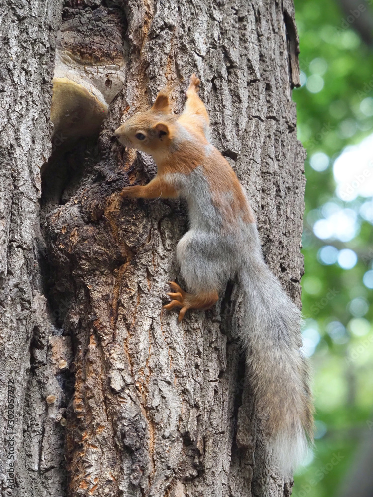 squirrel squirrel
