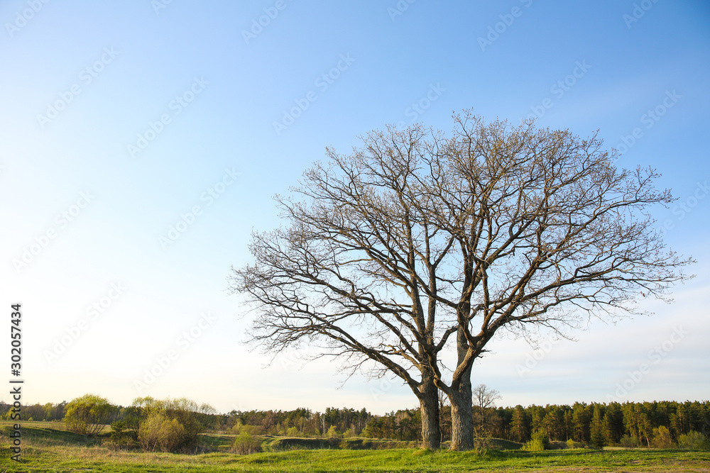 spring wildlife background. trees without leaves against the blue sky. silhouettes of oaks against the sky with a copy space. spring wildlife background. trees without leaves against the blue sky. silhouettes of oaks against the sky with a copy space.
