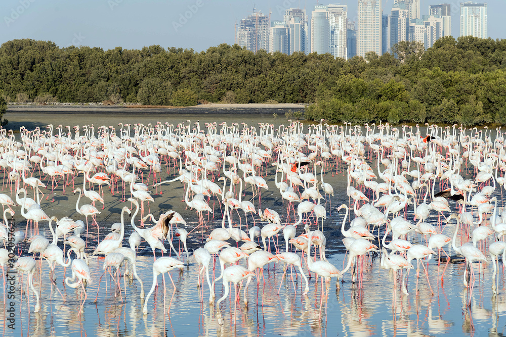 Fototapeta premium Caribbean pink flamingo at Ras al Khor Wildlife Sanctuary, a wetland reserve in Dubai, United Arab Emirates,