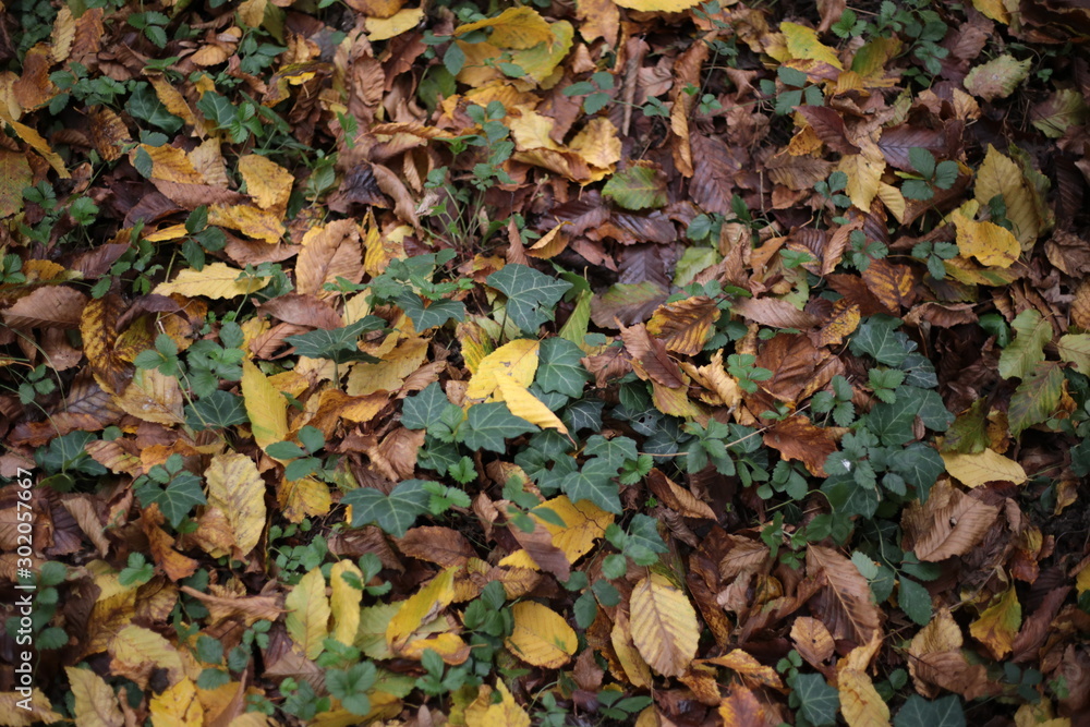 autumn leaves background autumn leaves background