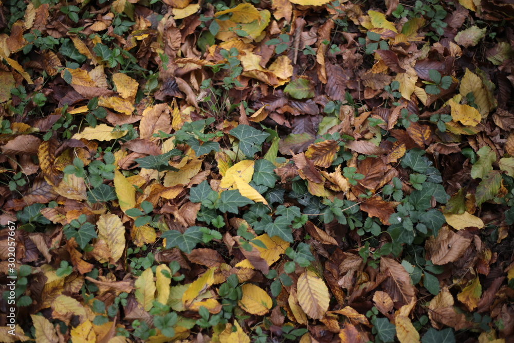 autumn leaves background