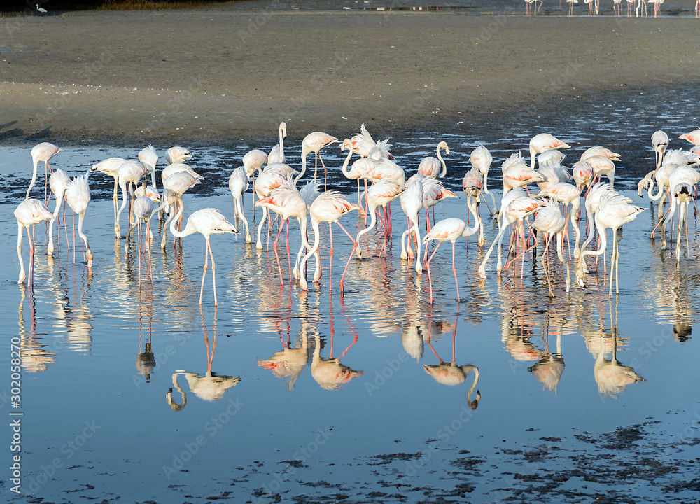 Fototapeta premium Caribbean pink flamingo at Ras al Khor Wildlife Sanctuary, a wetland reserve in Dubai, United Arab Emirates,