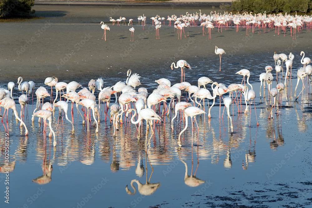 Fototapeta premium Caribbean pink flamingo at Ras al Khor Wildlife Sanctuary, a wetland reserve in Dubai, United Arab Emirates,