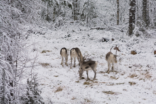 Four grazing reindeer in a snowy forest in Lapland, Finland