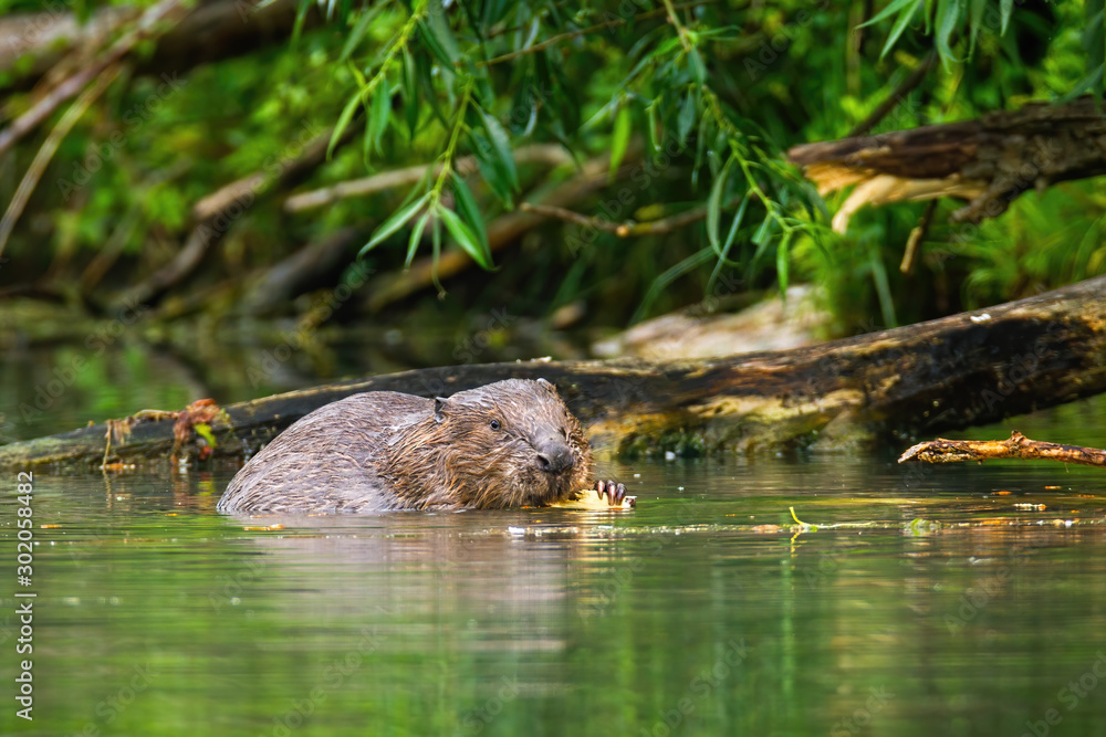 Mature Beaver Pics