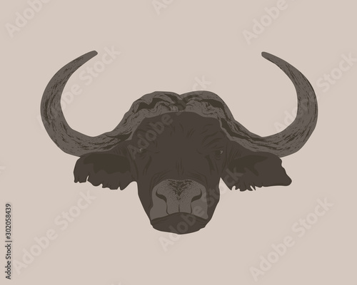 African buffalo male with round horns. A fearsome look of brown bison with an isolated background. Buffalo head.
