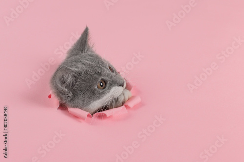 The kitten is looking through torn hole in pink paper. Playful mood kitty. Unusual concept, copy space.