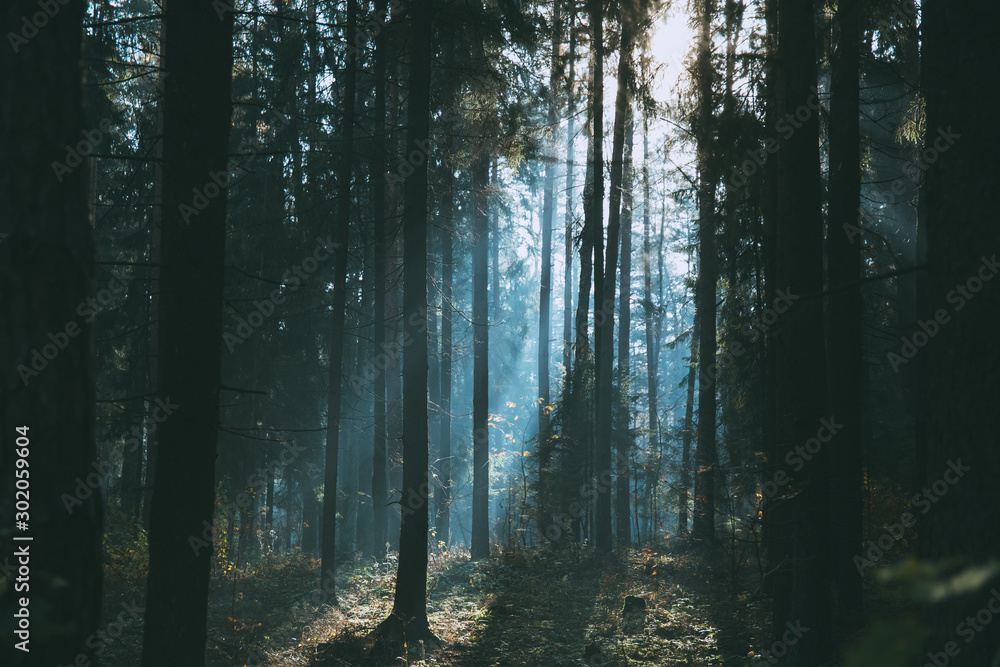 Fototapeta premium Landscape of deciduous forest on a foggy autumn morning.