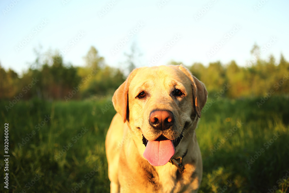 Beautiful big dog strolling on meadow with flowers Beautiful big dog strolling on meadow with flowers