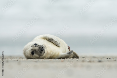 Young and cute grey seal pup, natural environment, close up, wildlife, Halichoerus grypus © JAKLZDENEK