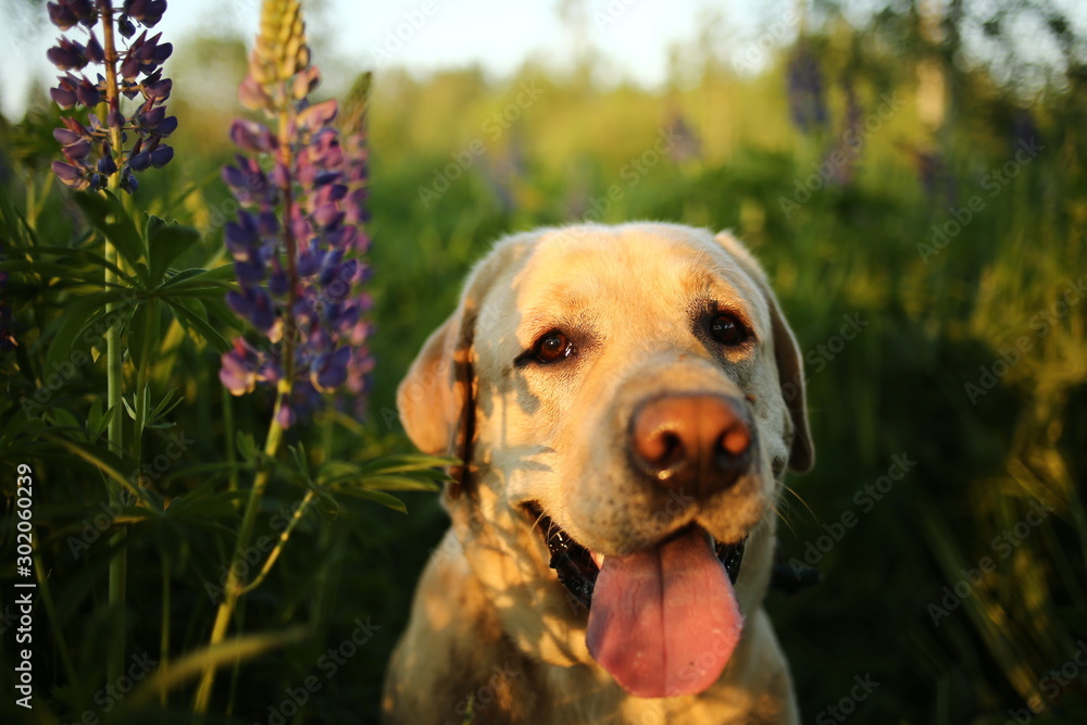 Beautiful big dog strolling on meadow with flowers