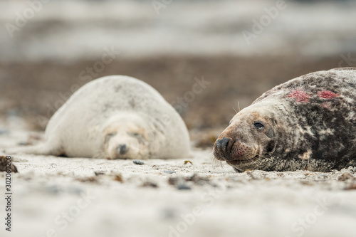 Grey seal in the natural environment, wildlife, close up, Halichoerus grypus