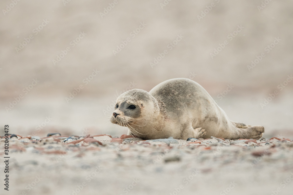 Obraz premium Young and cute Common seal, close up, wildlife, natural environment, Phoca vitulina