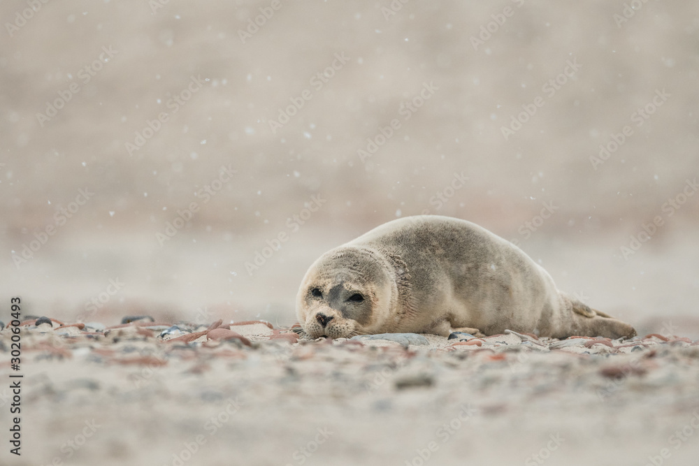 Fototapeta premium Young and cute Common seal, close up, wildlife, natural environment, Phoca vitulina