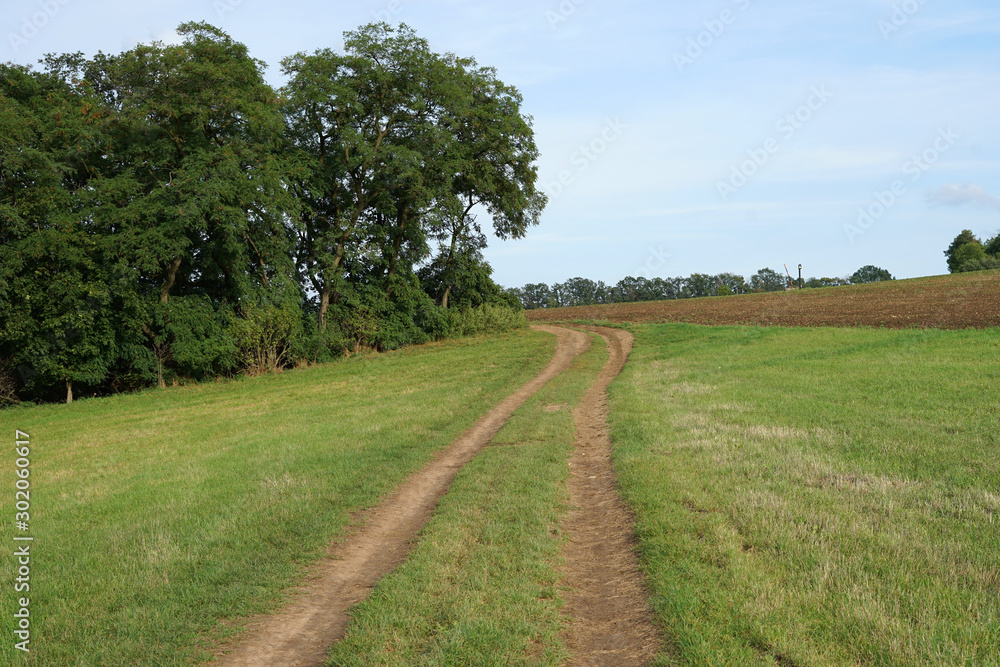 Field road landscape with grass