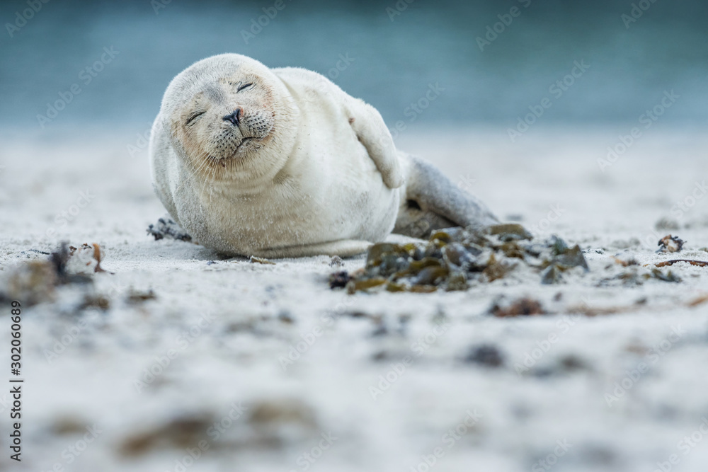 Young and cute Common seal, close up, wildlife, natural environment, Phoca vitulina