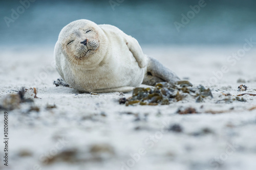 Fototapeta Naklejka Na Ścianę i Meble -  Young and cute Common seal, close up, wildlife, natural environment, Phoca vitulina