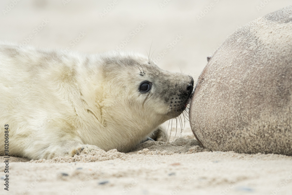 Fototapeta premium Young and cute grey seal pup, natural environment, close up, wildlife, Halichoerus grypus