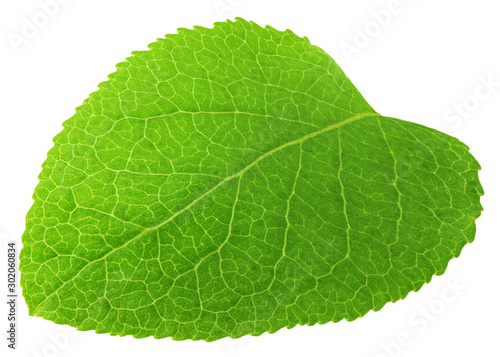 Blueberry leaf  isolated on white background  clipping path  full depth of field