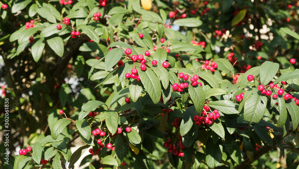 Cotoneaster lacteus | Cotonéaster laiteux ou cotonéastre de Parney au  feuillage buissonnant vert sombre et drupes automnale rouge vif foto de  Stock | Adobe Stock