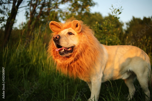 Kindly dog with fake mane at forest on sunny evening