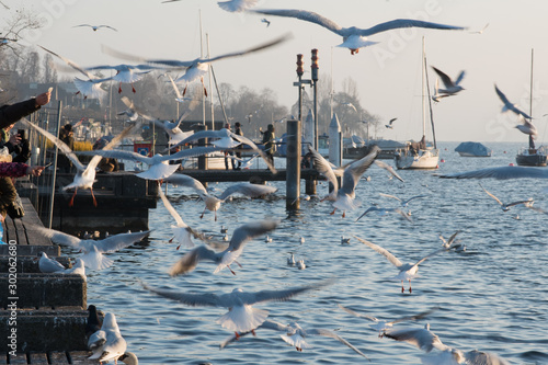 Möwen über dem Zürichsee