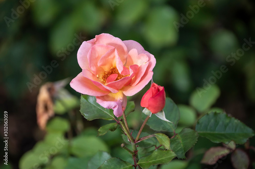 Wallpaper Mural Rose flower closeup. Shallow depth of field. Spring flower of pink rose Torontodigital.ca