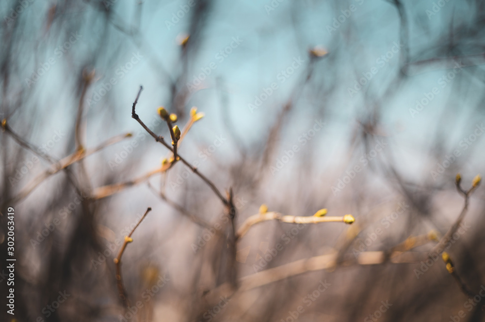 Obraz premium Spring tree