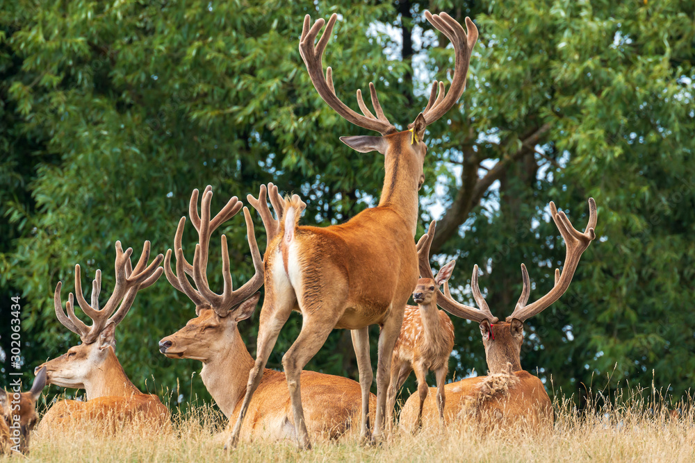 A pack of sika deers in the grazing land A pack of sika deers in the grazing land