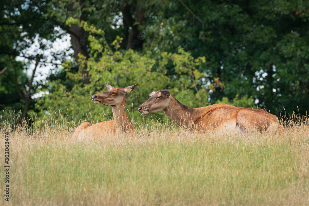 Fototapeta premium Sika deer hinds resting in the grazing land