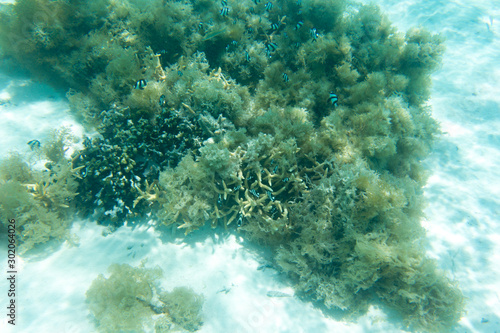 Corals, fishes and algae in lagoon