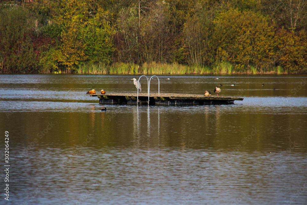 Obraz premium Wooden platform in the lake with birds