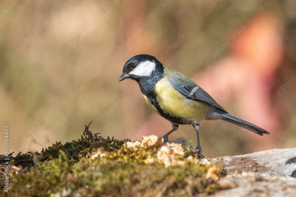 Fototapeta premium Büyük baştankara » Great Tit » Parus major