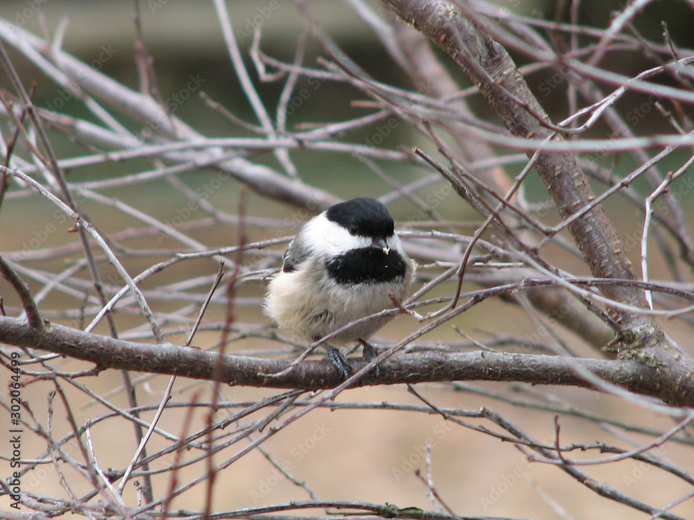Naklejka premium Chickadee in Spring