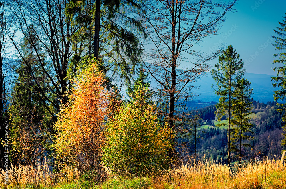 Fototapeta premium Drzewa w barwach jesieni, góry