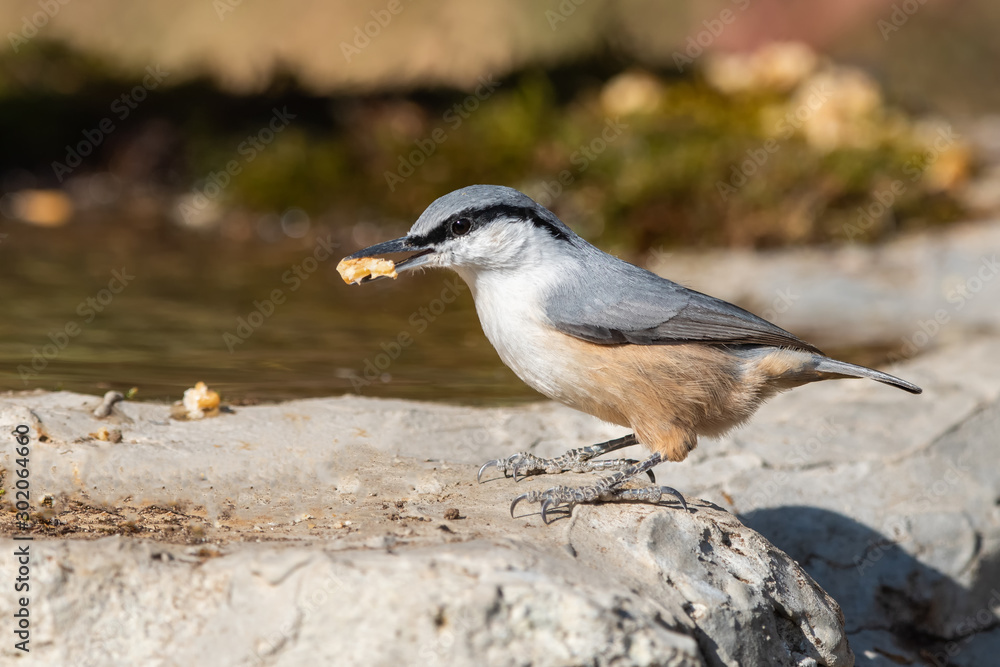 Obraz premium Kaya sıvacısı » Western Rock Nuthatch » Sitta neumayer